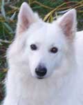 Photo du berger suisse ULISSE afin d'tre dessin en portrait animalier